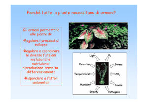 Perché tutte le piante necessitano di ormoni?