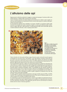 L`altruismo delle api