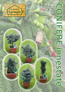 Le conifere innestate