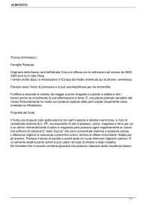 Prunus armeniaca L. Famiglia Rosacee. Originaria della fascia nord