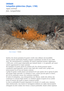 Cnidari Leiopathes glaberrima (Esper, 1788) regno animali fam