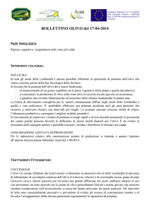 Bollettino olivo del 17_04_2014