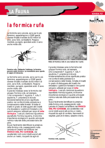 la Formica rufa la formica rufa
