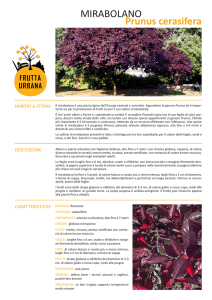 mirabolano - Frutta Urbana
