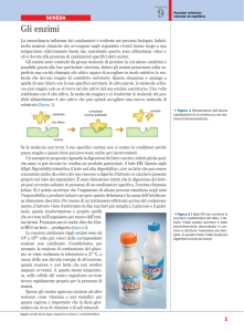 Gli enzimi - Zanichelli online per la scuola
