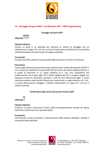 C3 - clonaggio