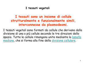 I tessuti sono un insieme di cellule strutturalmente e funzionalmente