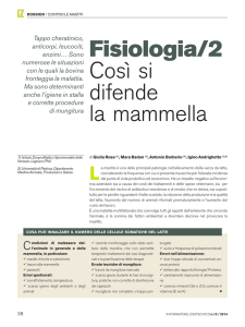 Fisiologia. Così si difende la mammella