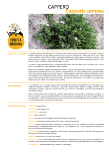 cappero - Frutta Urbana