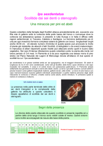Ips sexdentatus Scolitide dai sei denti o stenografo