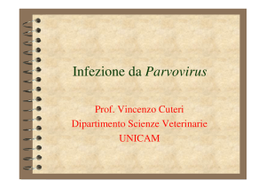 Infezione da Parvovirus