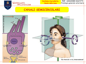 NUCLEI della BASE