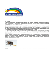 La mosca Dittero de-compositore appartenente alla famiglia dei