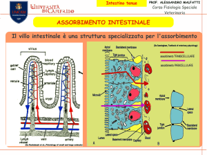 Intestino tenue
