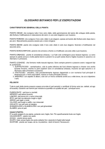 GLOSSARIO BOTANICO PER LE ESERCITAZIONI