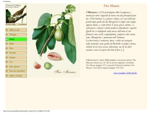 Fico Monaco - Figs 4 Fun
