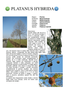 PLATANUS HYBRIDA