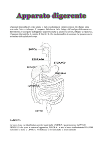 L`apparato digerente del corpo umano si può