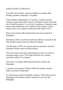 LINGUAGGIO E CERVELLO Il cervello