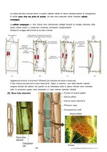 Le cellule del tubo cribroso - hanno la parete cellulare sottile di
