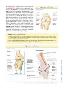 IL GINOCCHIO Il ginocchio è l`articolazione in