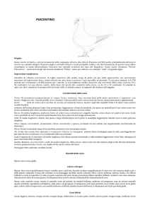 PIACENTINO