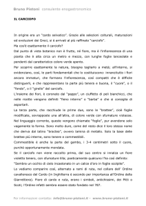 Carciofo - Bruno Pistoni