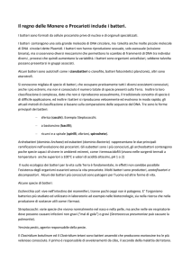 Il regno delle Monere o Procarioti include i batteri.