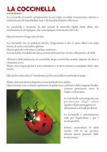 La coccinella