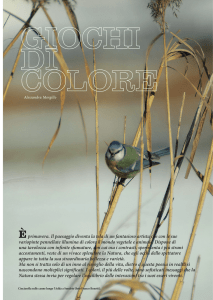Giochi di colore