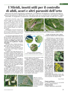 I Miridi, insetti utili per il controllo di afidi, acari e altri parassiti dell`orto