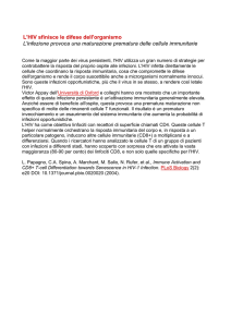 L`HIV sfinisce le difese dell`organismo L`infezione provoca
