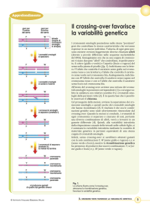Il crossing-over favorisce la variabilità genetica
