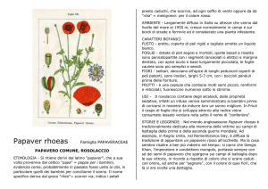 Papaver rhoeas Famiglia PAPAVERACEAE PAPAVERO COMUNE