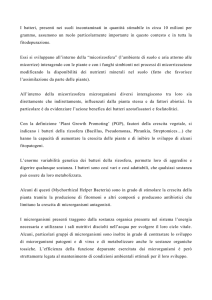 Batteri della rizosfera