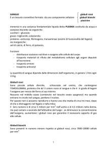 SANGUE globuli rossi È un tessuto connettivo formato da