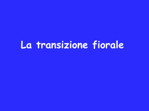 23 Transizione fiorale pdf - e