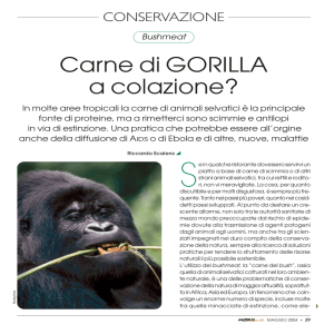Carne di GORILLA a colazione?