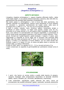 Angelica - Pianteofficinali.org