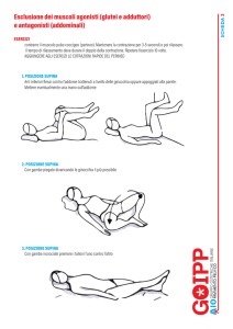Esclusione dei muscoli agonisti (glutei e adduttori) e antagonisti