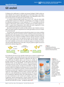 Gli enzimi - Zanichelli online per la scuola