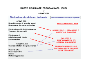 MORTE CELLULARE PROGRAMMATA (PCD) O APOPTOSI