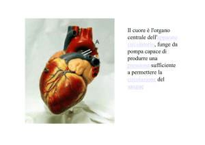 Il cuore è l`organo centrale dell`apparato circolatorio, funge da