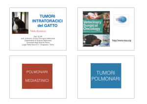 Tumori intratoracici gatto – BURACCO