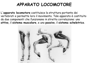 apparato locomotore - iis castelnovo ne` monti