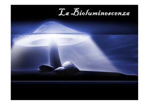 La Bioluminescenza