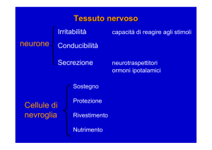 Tessuto nervoso neurone Cellule di nevroglia