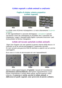 Cellule vegetali e cellule animali a confronto Foglia di elodea