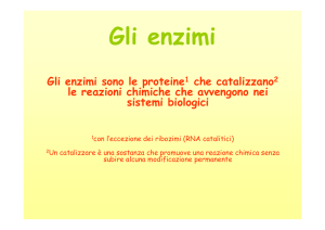 Gli enzimi