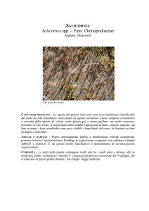 Salicornia
